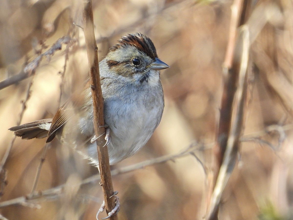 Swamp Sparrow - ML647491117