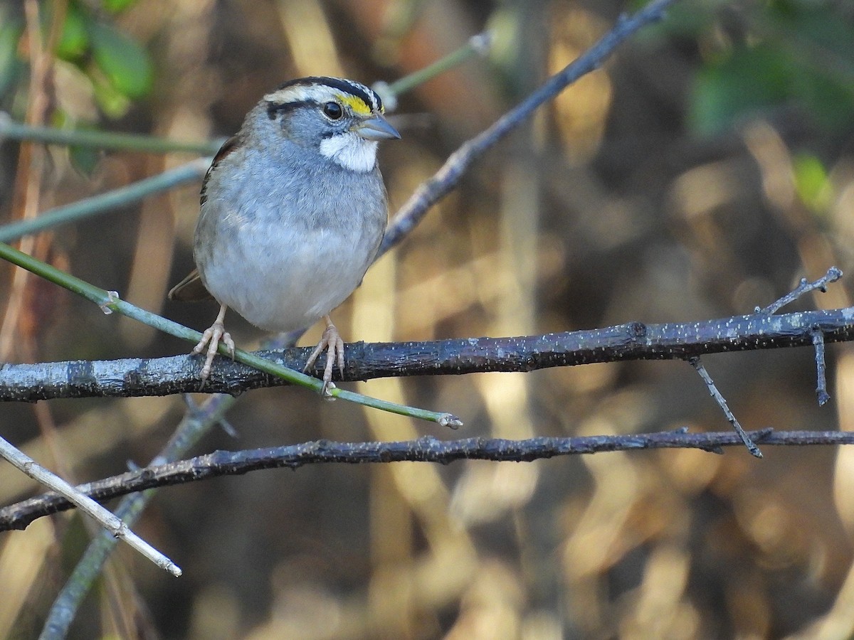 White-throated Sparrow - ML647491127