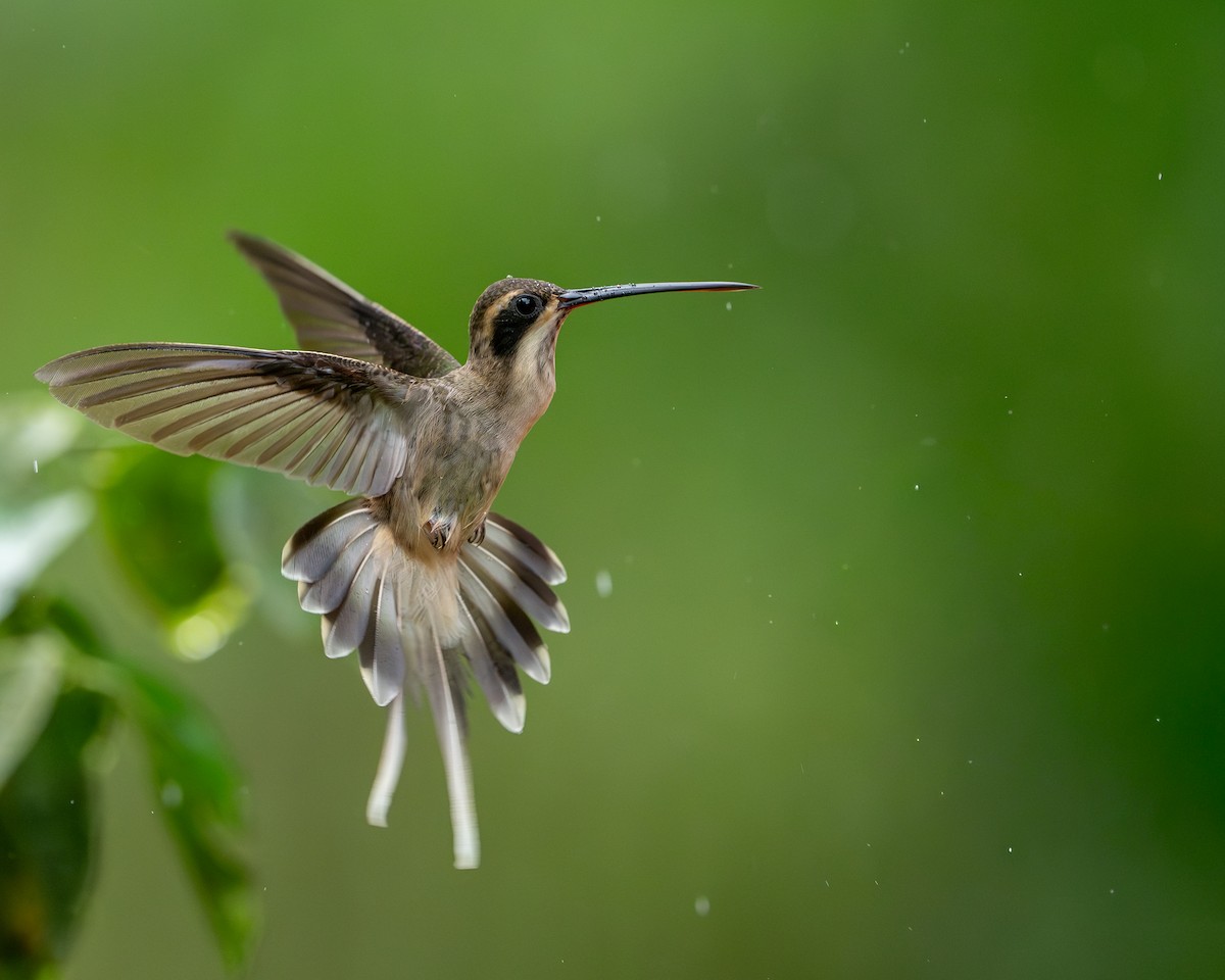 Pale-bellied Hermit - ML647491136