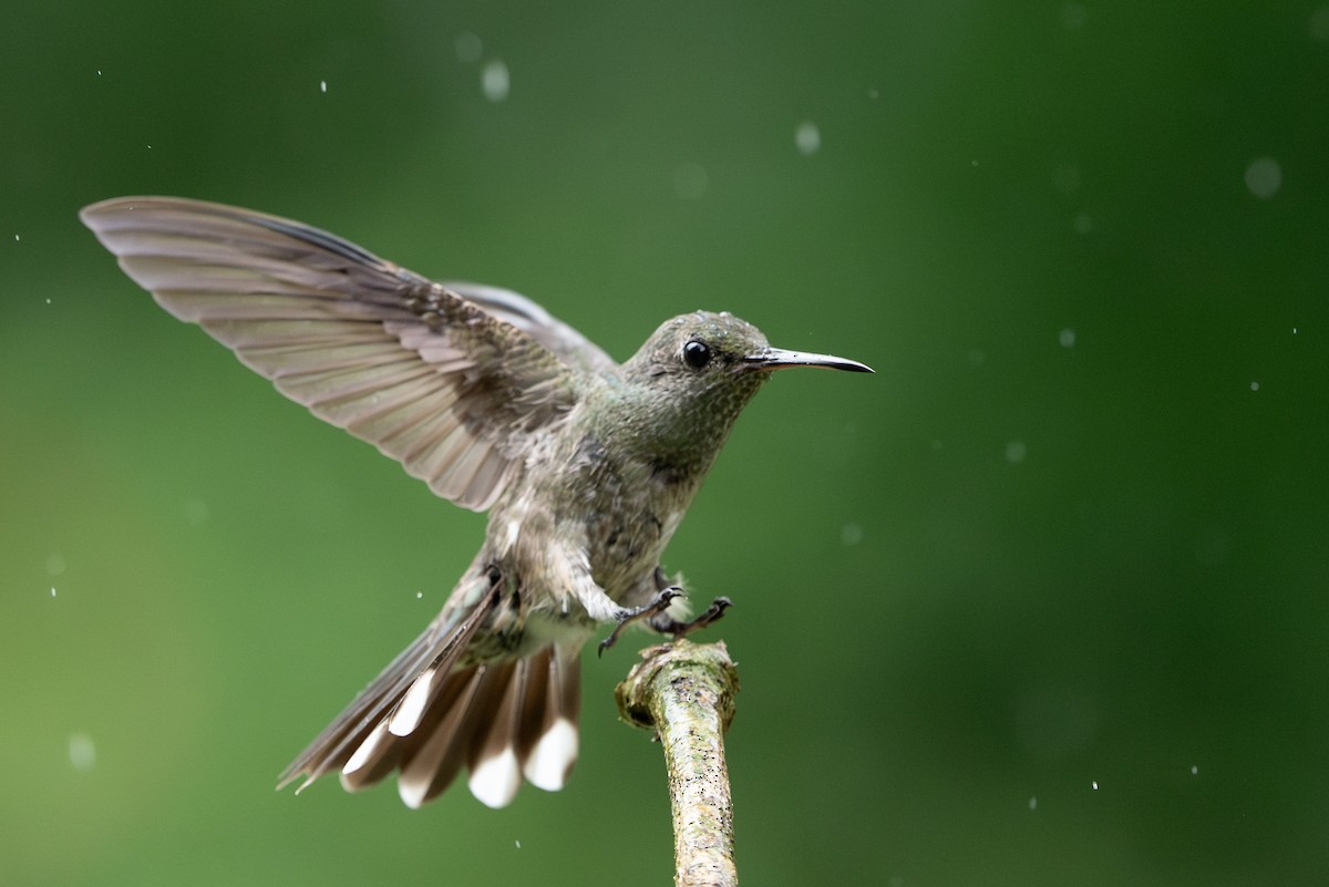Scaly-breasted Hummingbird - ML647491154