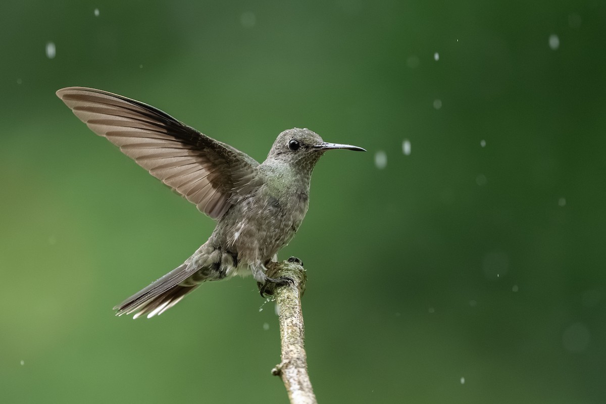 Scaly-breasted Hummingbird - ML647491155