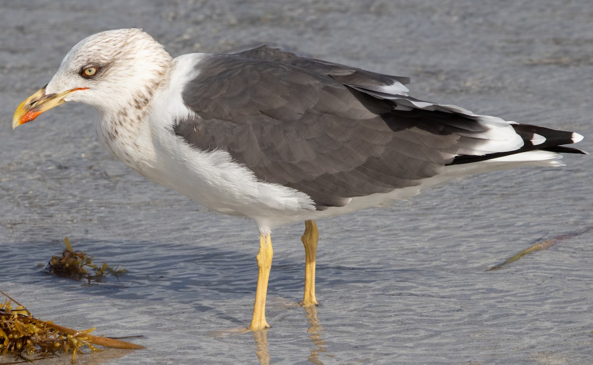 Lesser Black-backed Gull - ML647491187