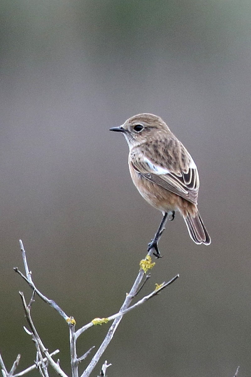 European Stonechat - ML647491188