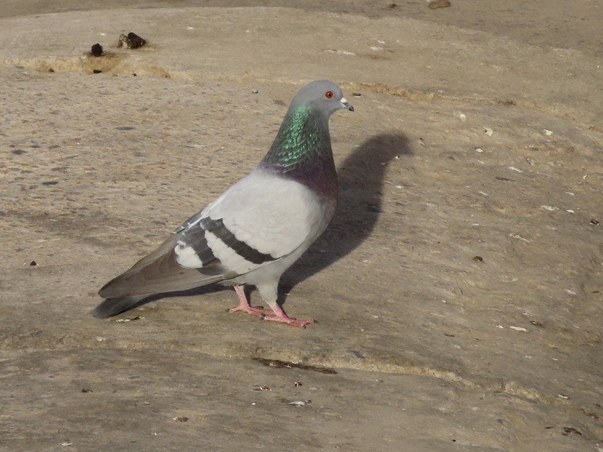 カワラバト（ドバト、家畜型） - ML647491196