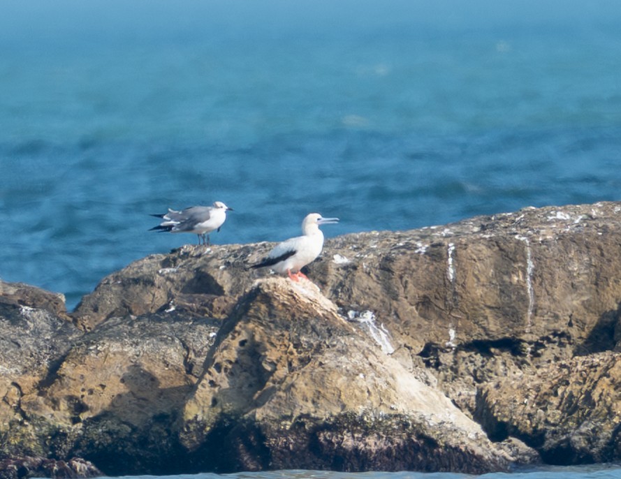 Red-footed Booby - ML647491222