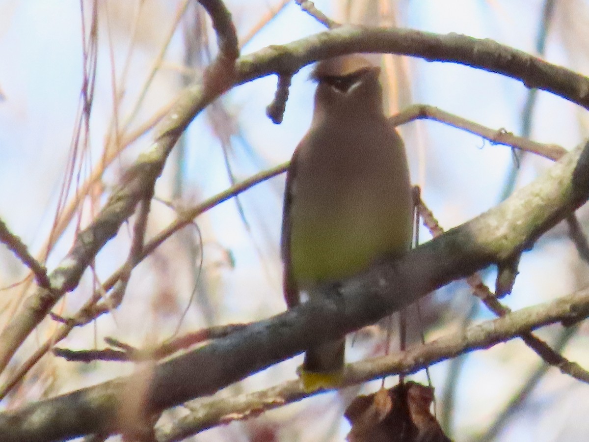 Sedir İpekkuyruğu - ML647491264