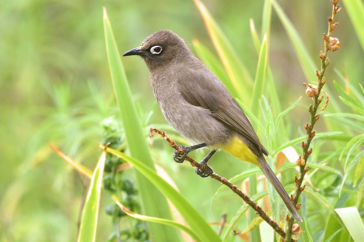 Cape Bulbul - ML647491271