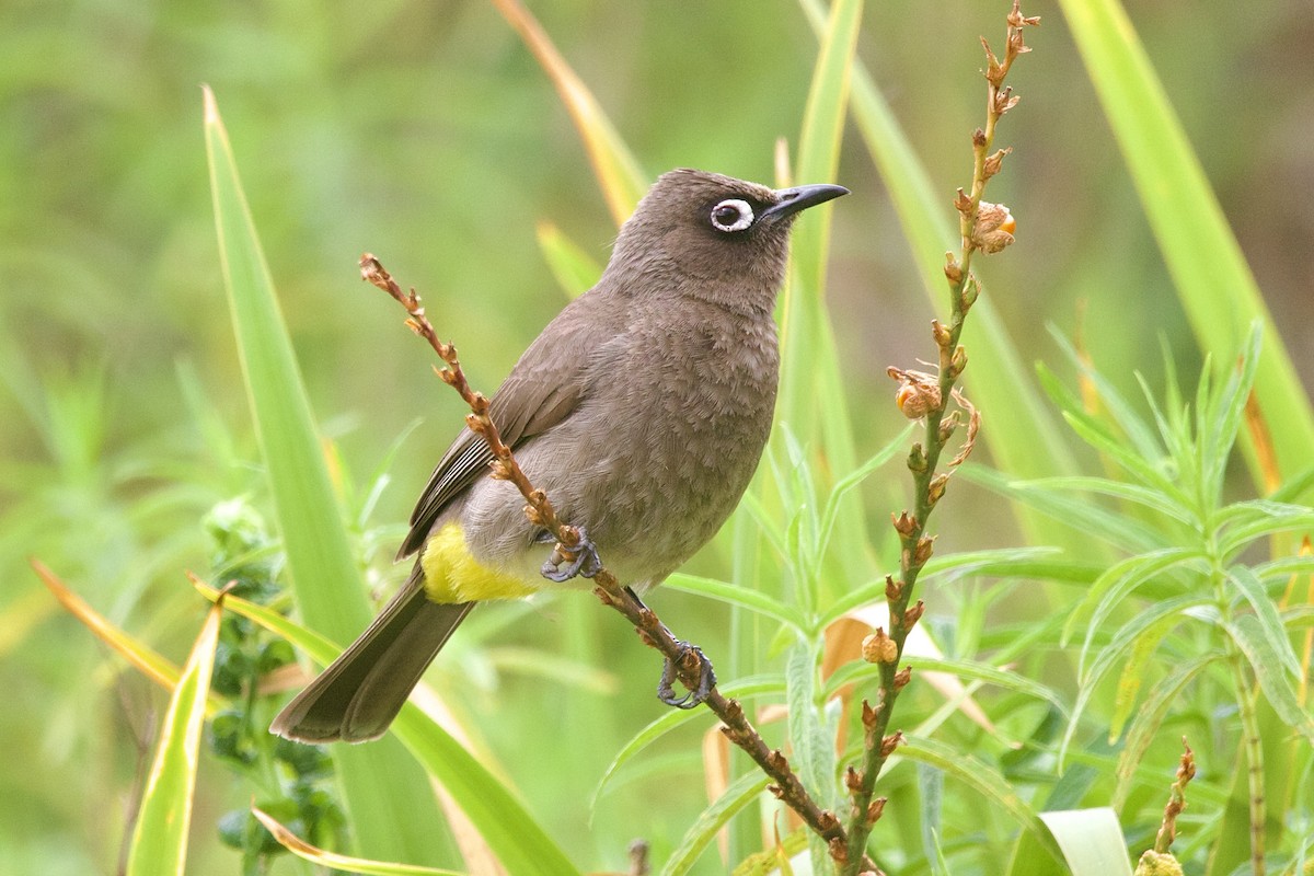 Cape Bulbul - ML647491272