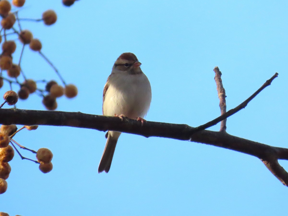 Chipping Sparrow - ML647491282