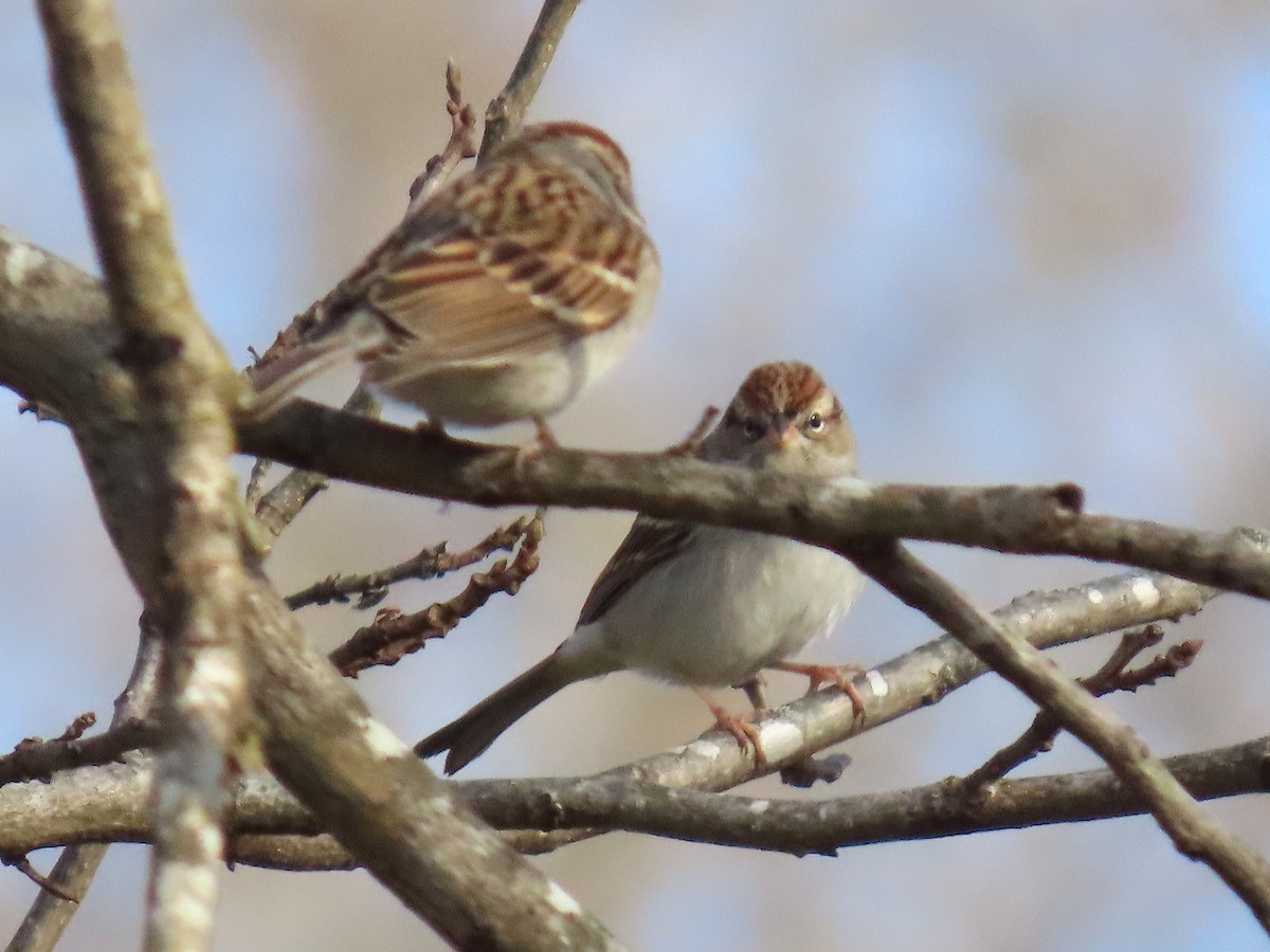 Chipping Sparrow - ML647491283