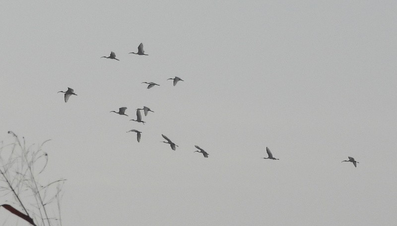 Ibis burubeltza - ML647491290