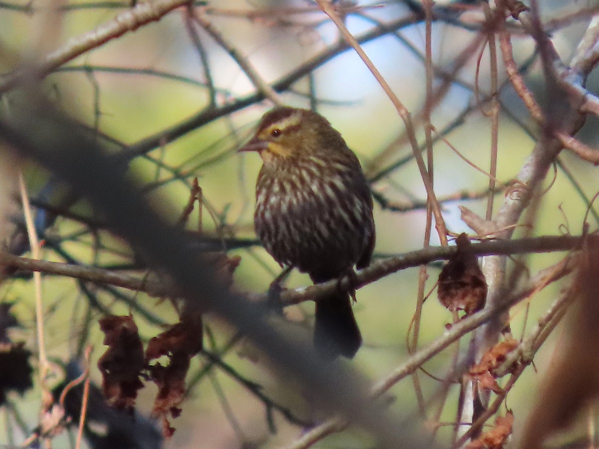 Red-winged Blackbird - ML647491295