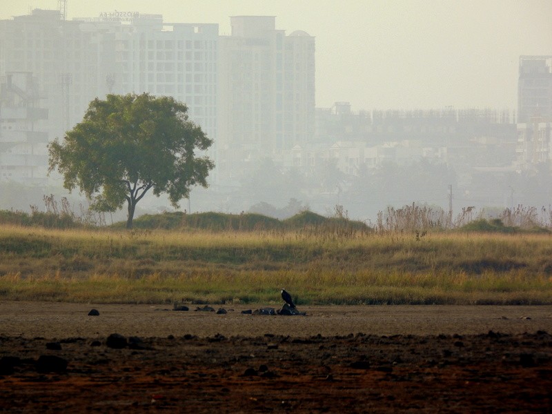 Arrano arrantzalea - ML647491297