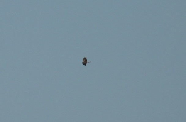 Northern Harrier - ML647491300