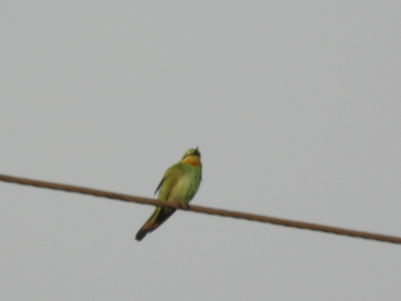 Зелёная щурка - ML647491309