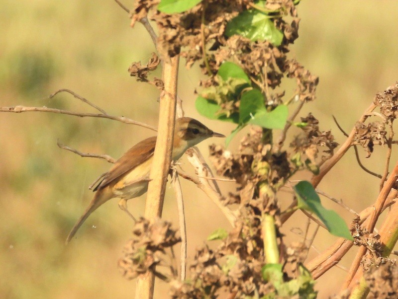 Landa-lezkaria - ML647491320