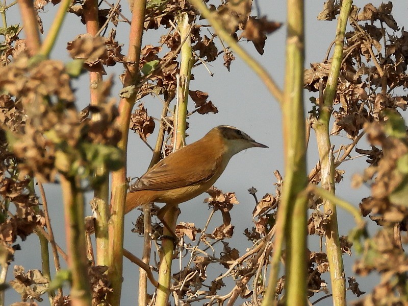 Landa-lezkaria - ML647491321