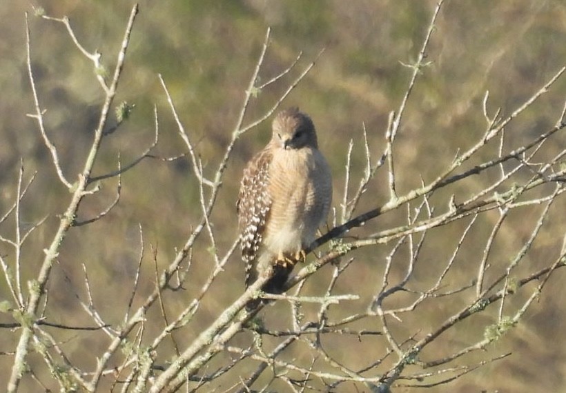 káně páskovaná - ML647491325