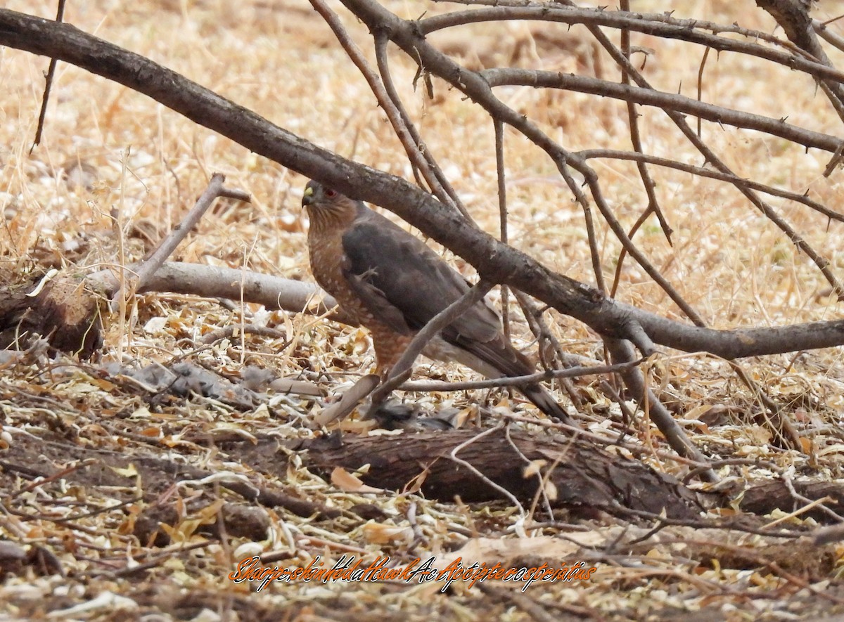 Sharp-shinned Hawk - ML647491344