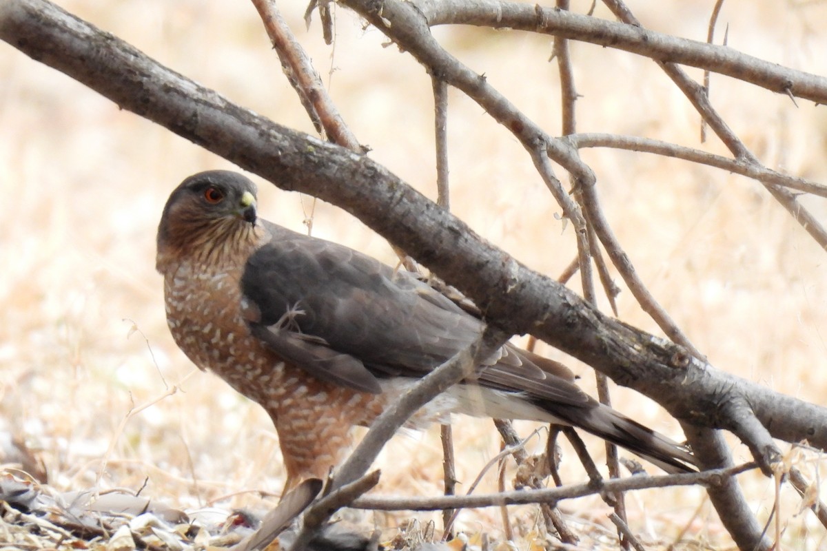 Sharp-shinned Hawk - ML647491345