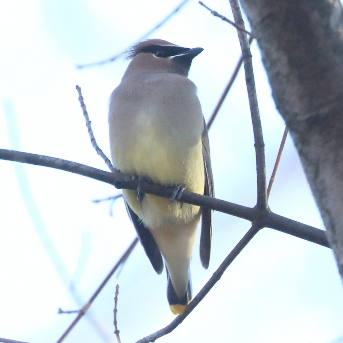 Sedir İpekkuyruğu - ML647491356