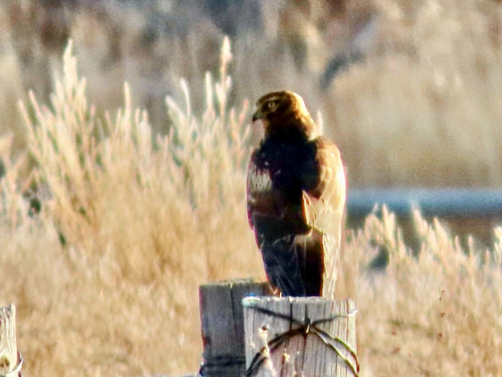 Northern Harrier - ML647491358