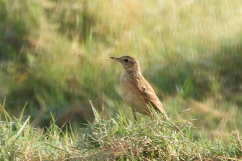 Txirta ekialdetarra - ML647491359