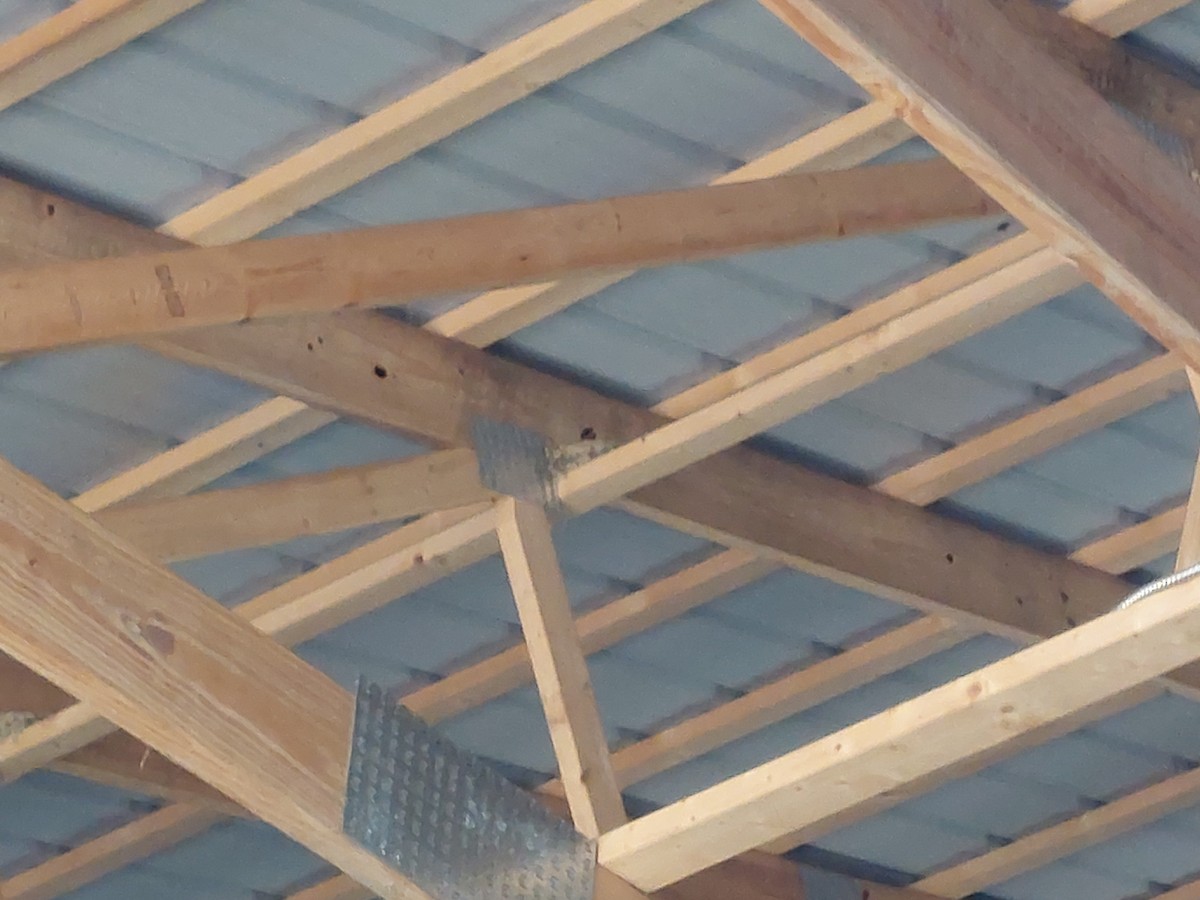 vlaštovka obecná - ML647491369