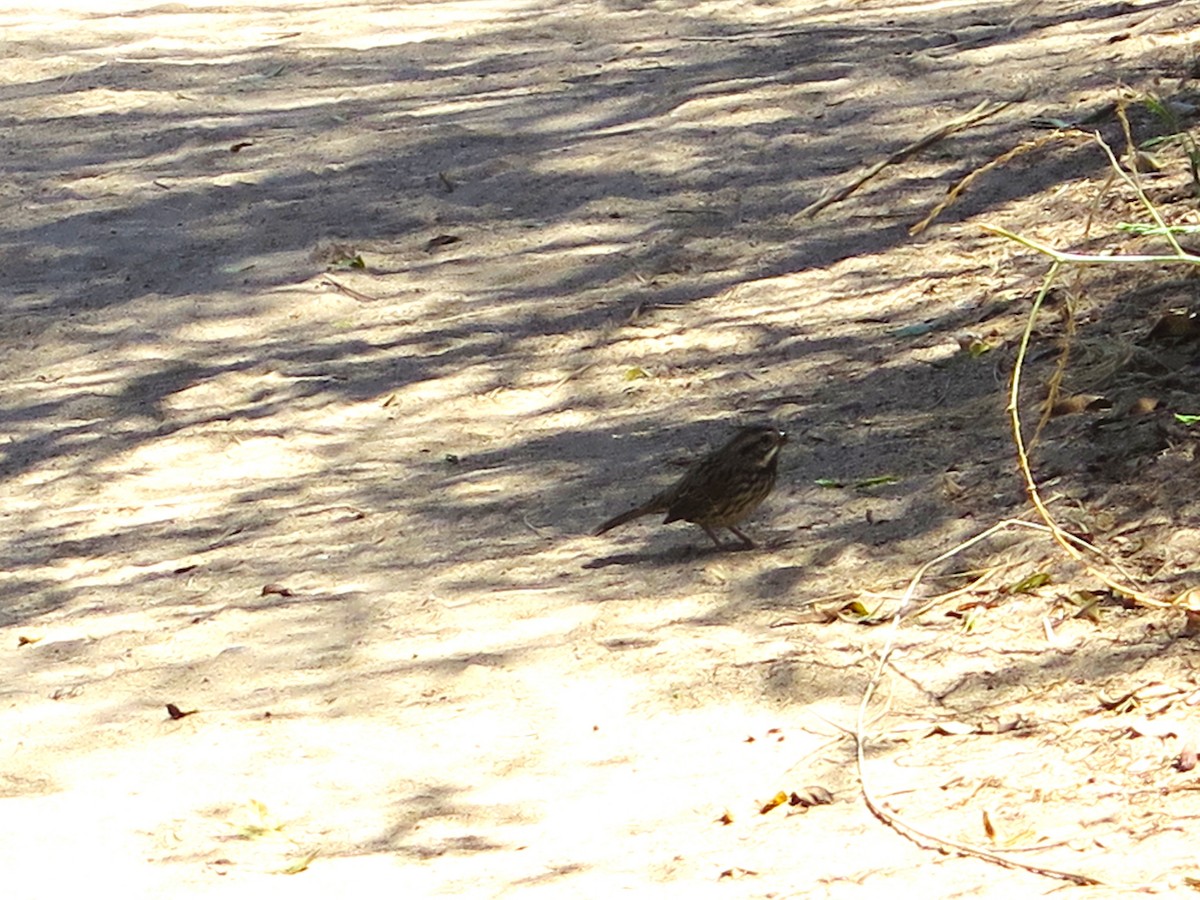 Пасовник савановий [група guttatus] - ML647491372