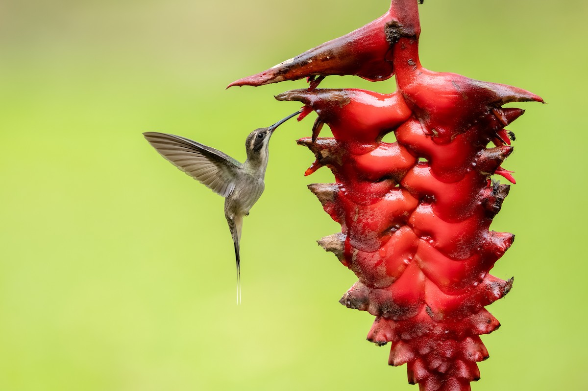 Pale-bellied Hermit - ML647491408