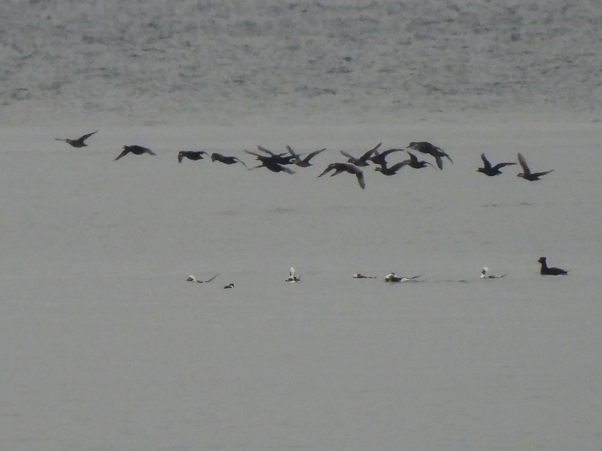 Pazifiktrauerente - ML647491420