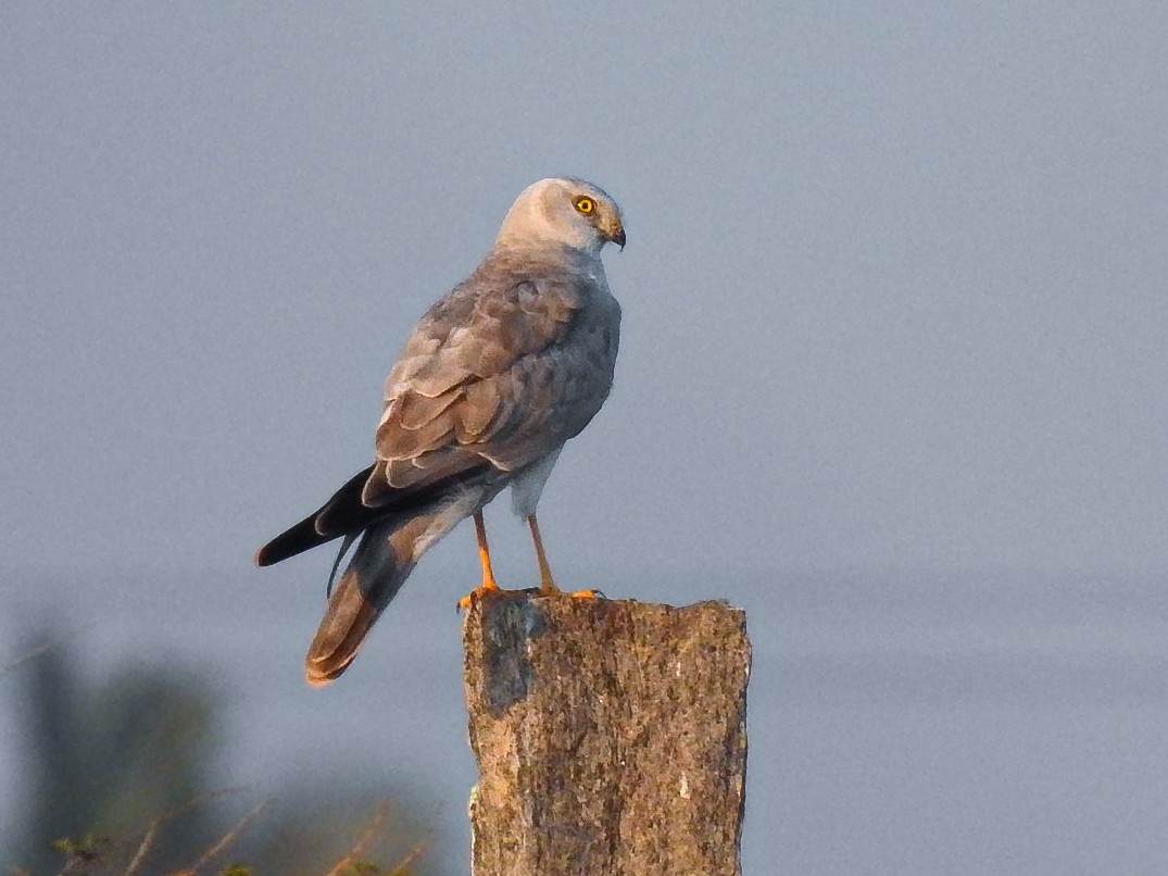 Aguilucho Papialbo - ML647491421