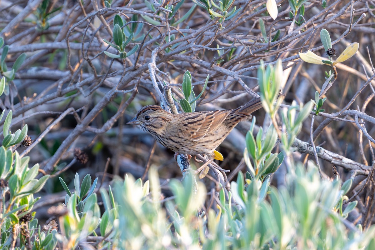 strnadec pruhohlavý - ML647491444