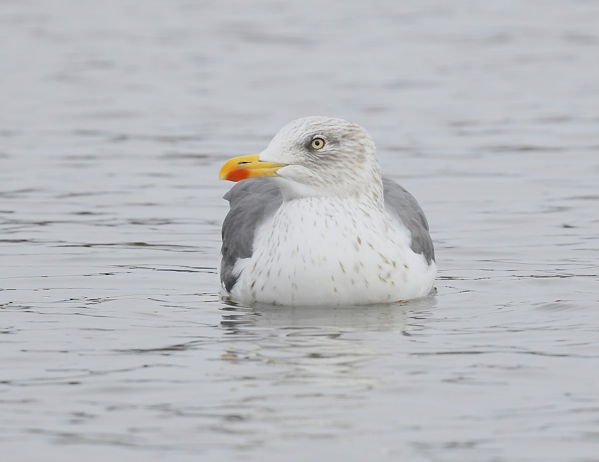 Lesser Black-backed Gull - ML647491478