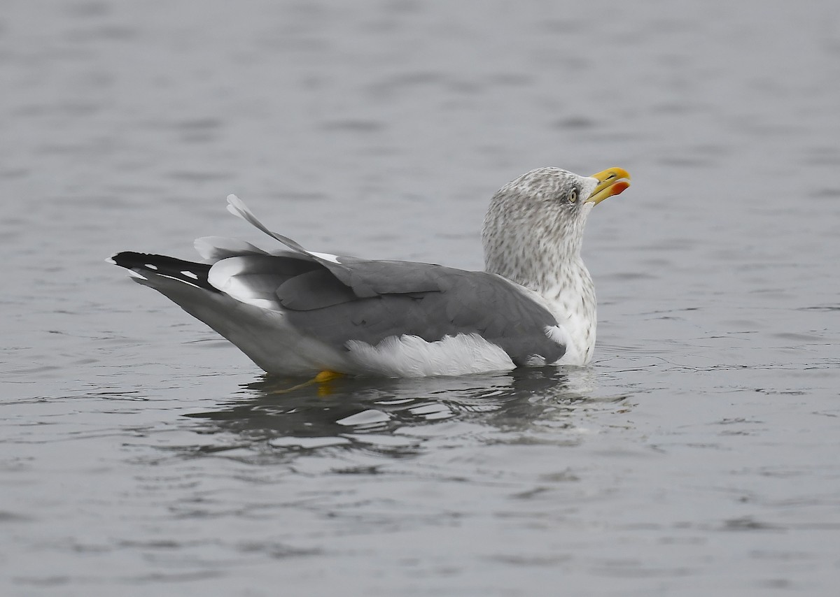 Lesser Black-backed Gull - ML647491479