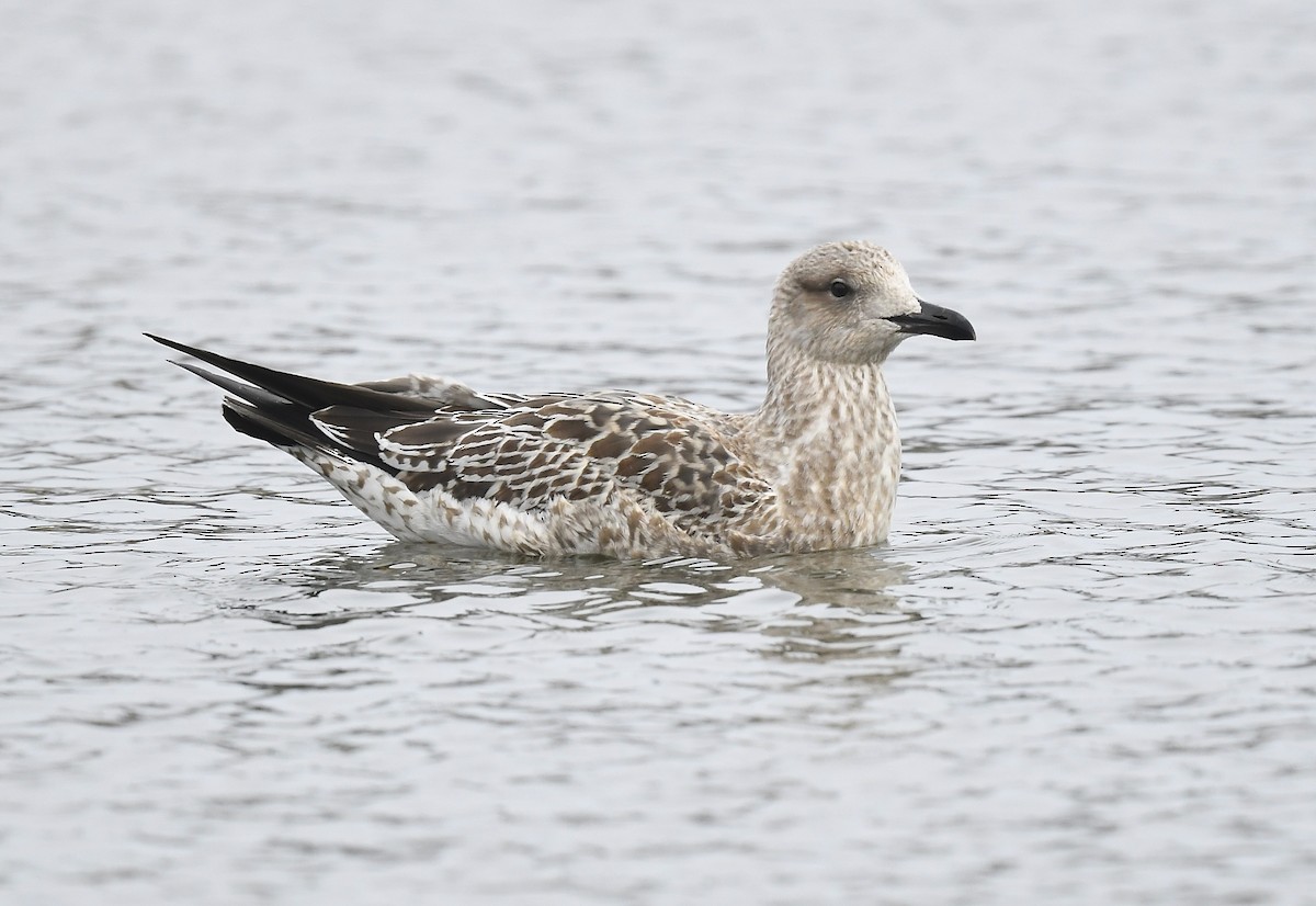 Lesser Black-backed Gull - ML647491480