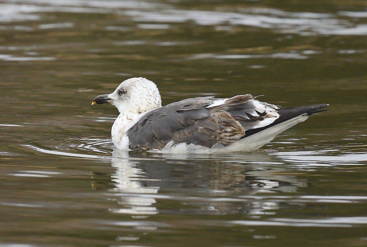 Lesser Black-backed Gull - ML647491481