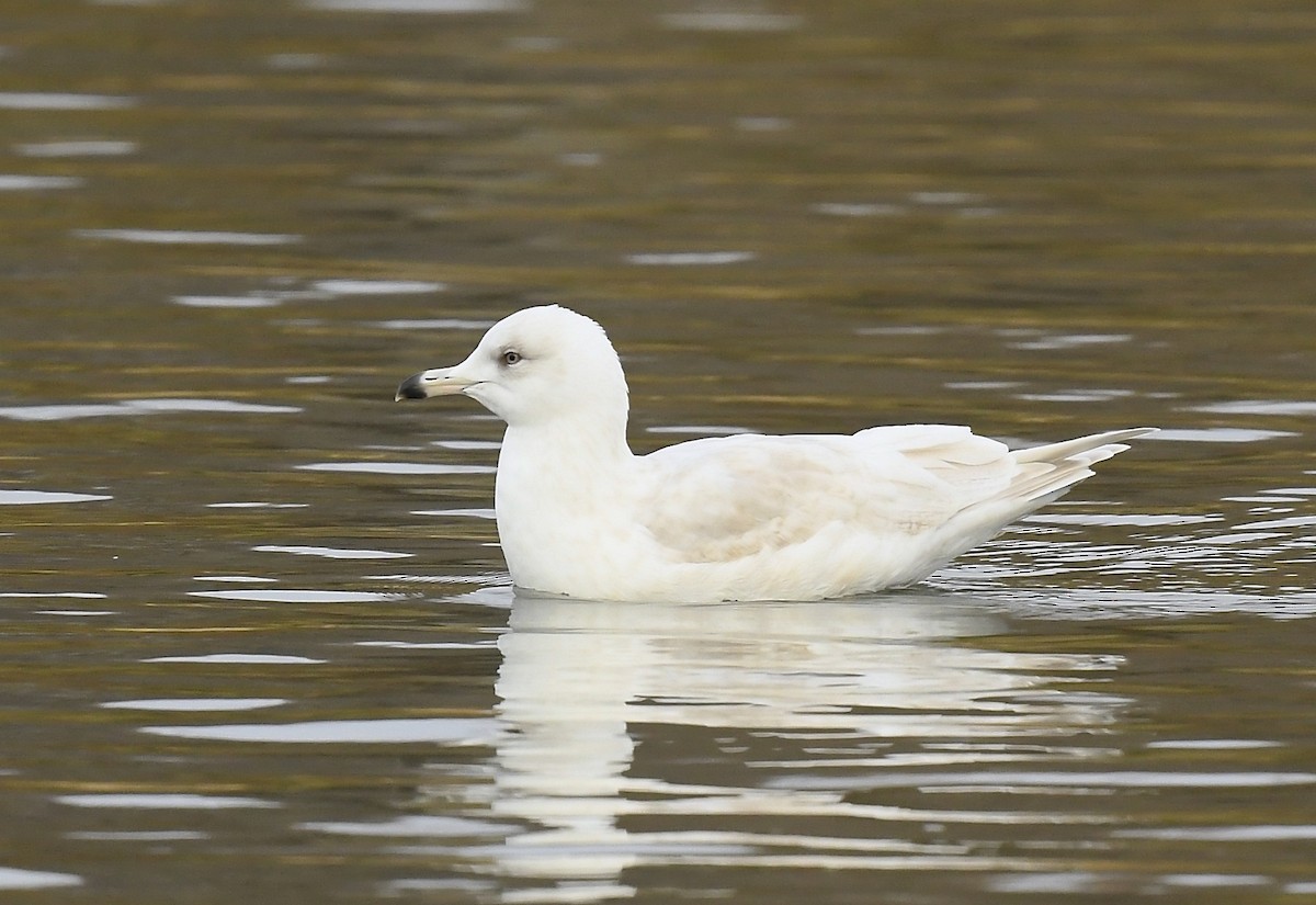 アイスランドカモメ - ML647491489