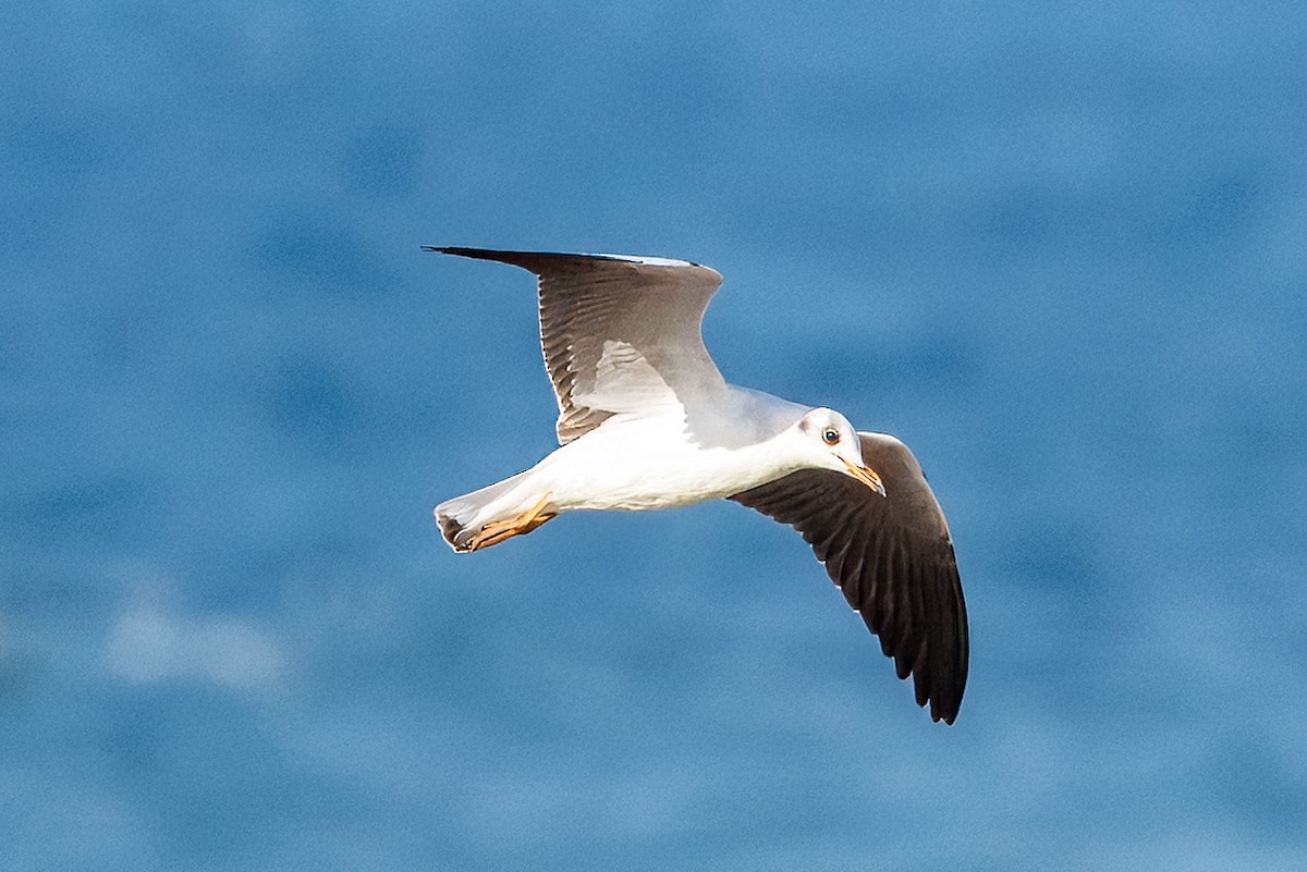Gray-hooded Gull - ML647491501