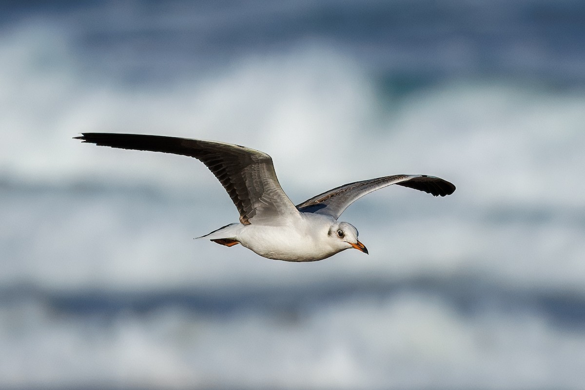 Gray-hooded Gull - ML647491503