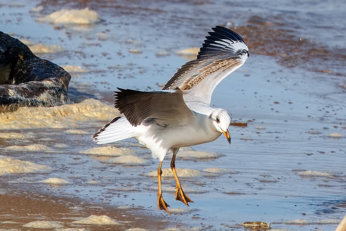 Gray-hooded Gull - ML647491504