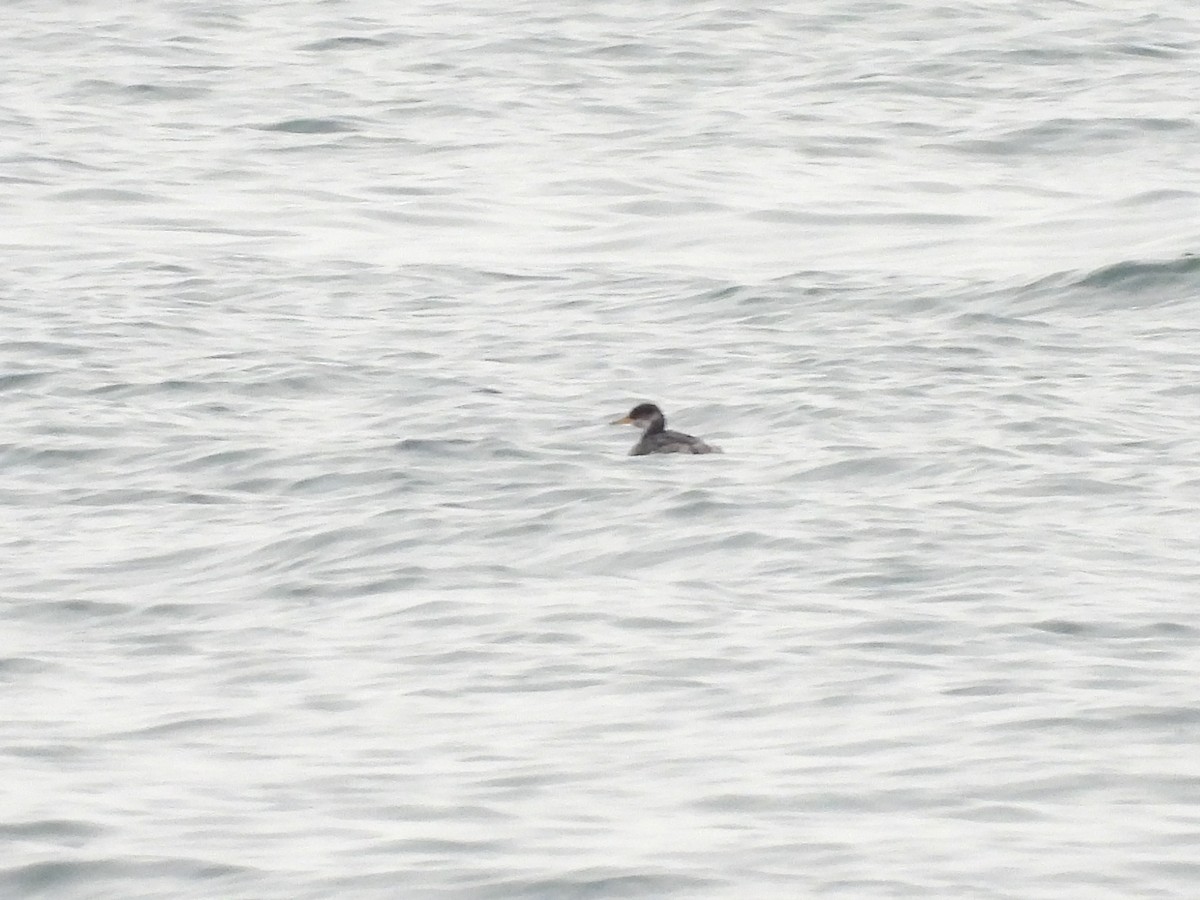 Somormujo Cuellirrojo - ML647491506