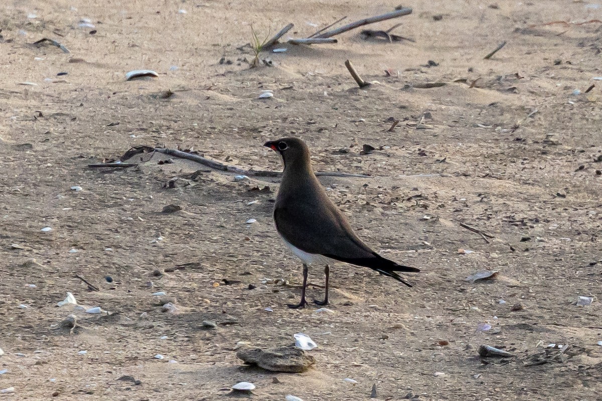 Collared Pratincole - ML647491512