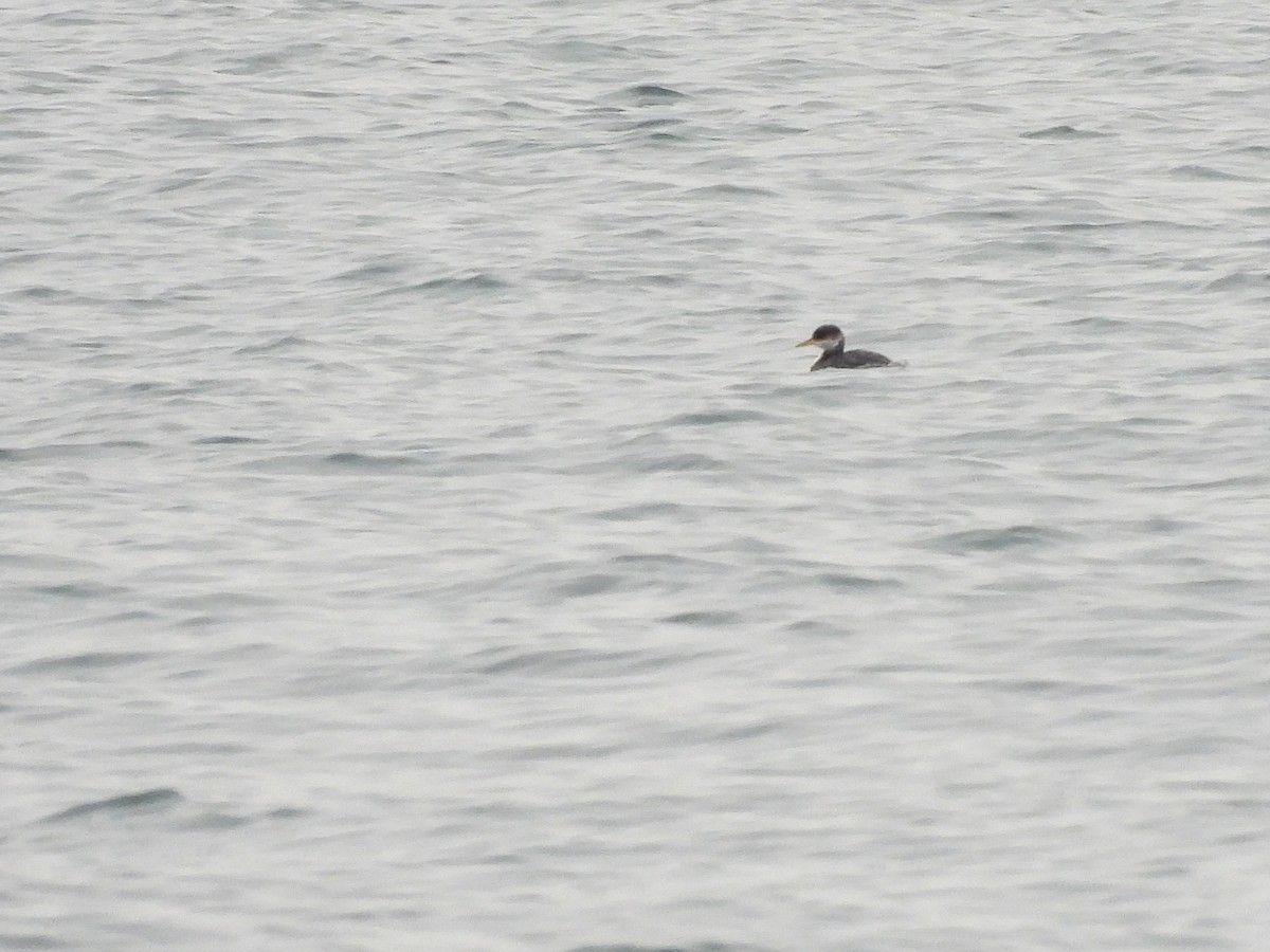 Somormujo Cuellirrojo - ML647491515