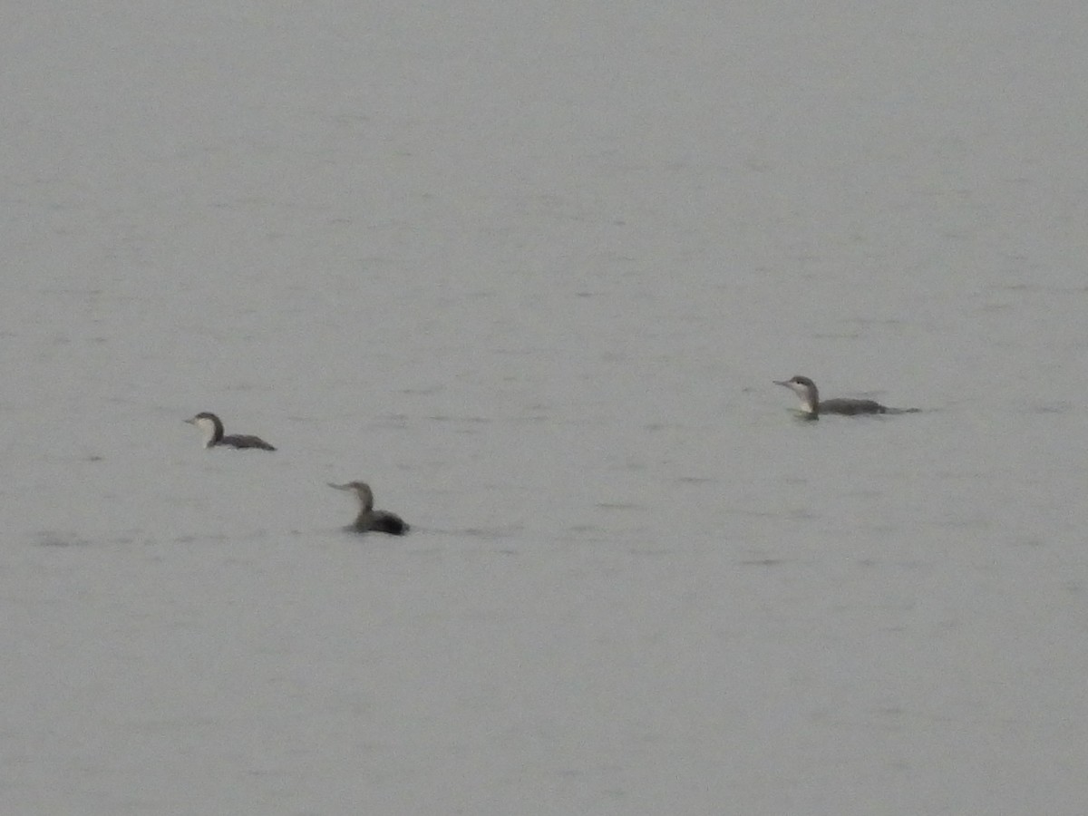 Plongeon catmarin - ML647491518