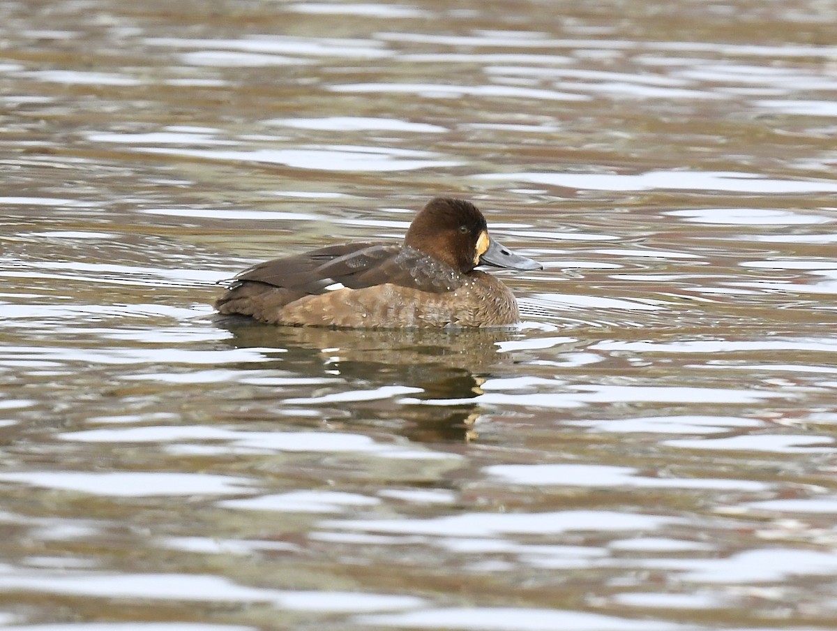 Lesser Scaup - ML647491530