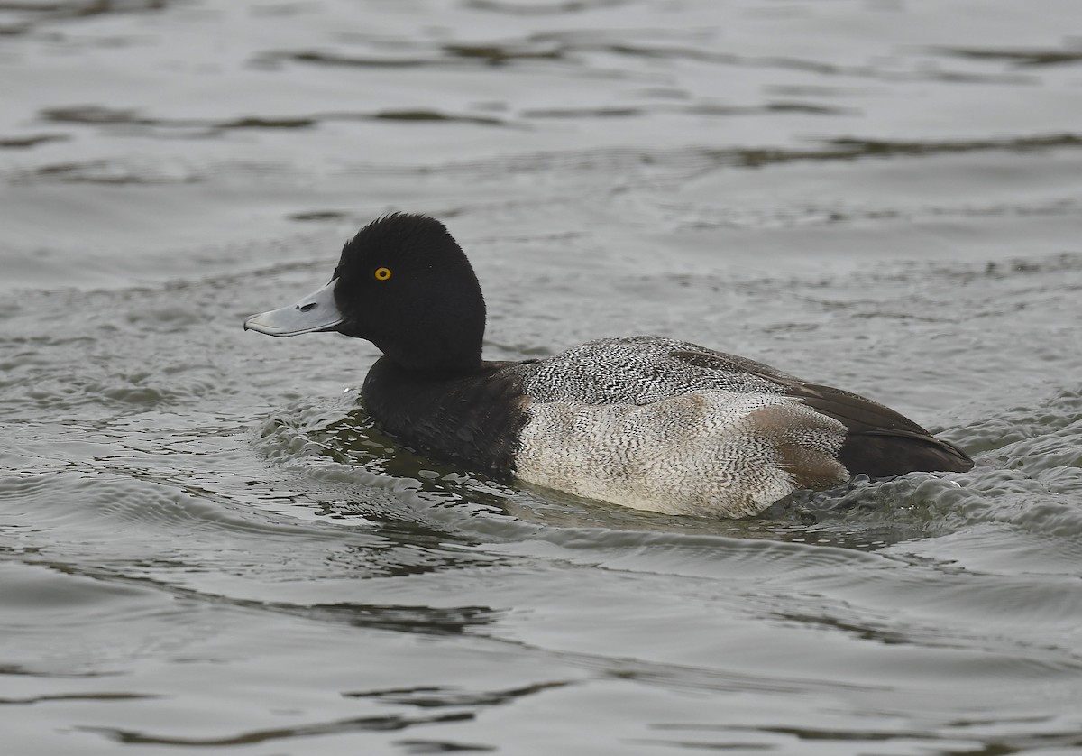 Lesser Scaup - ML647491531