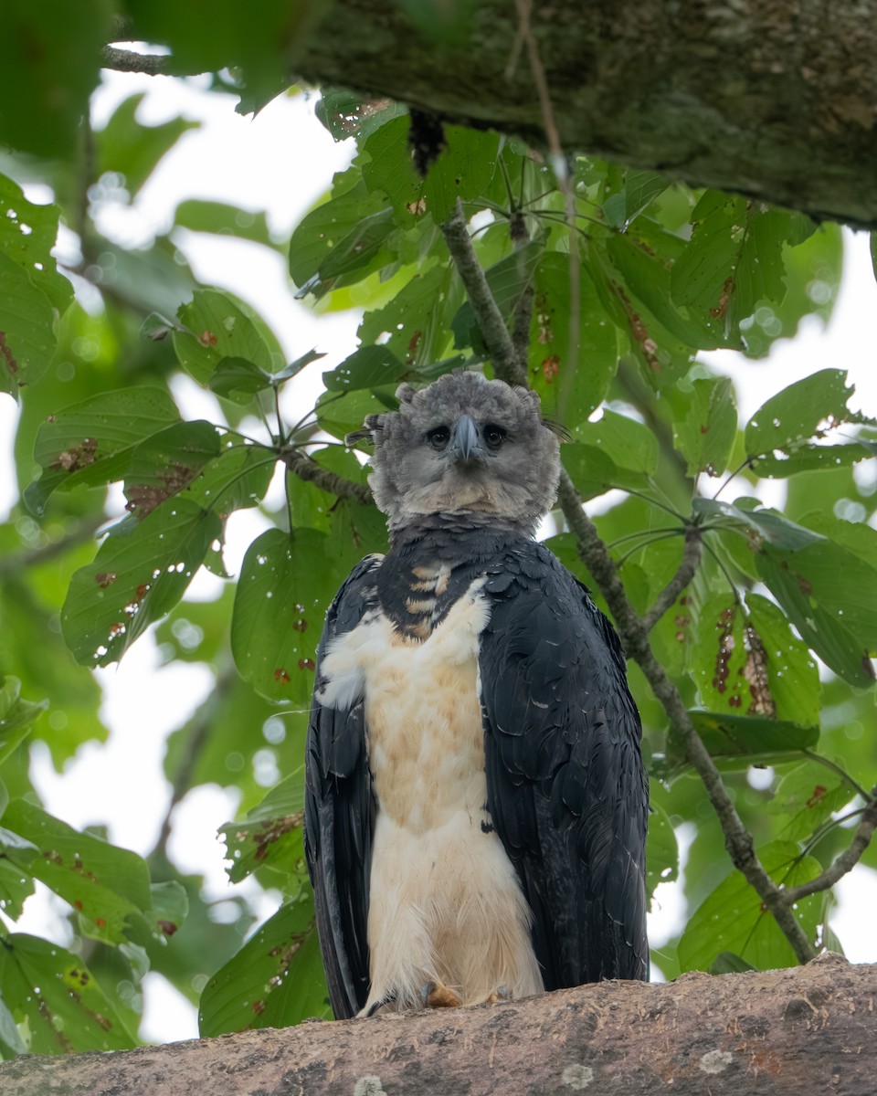 Harpy Eagle - ML647491580