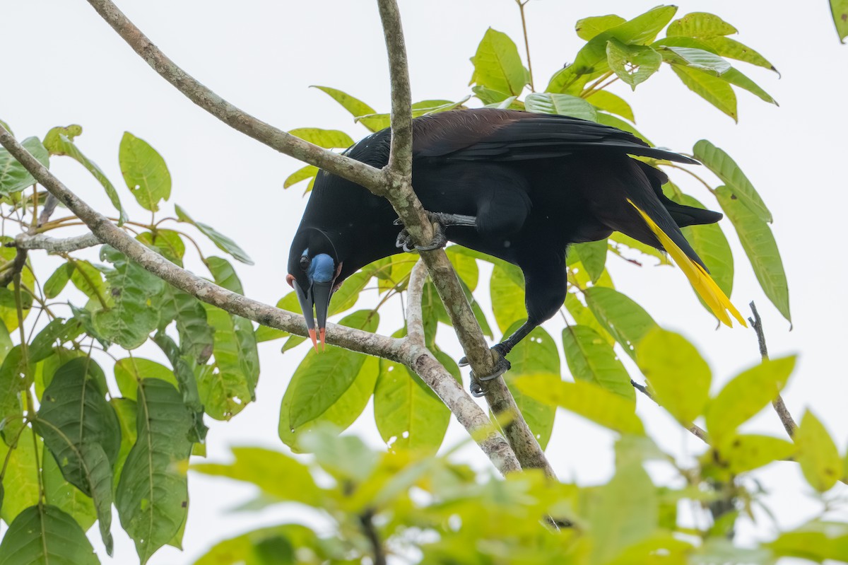 Black Oropendola - ML647491583
