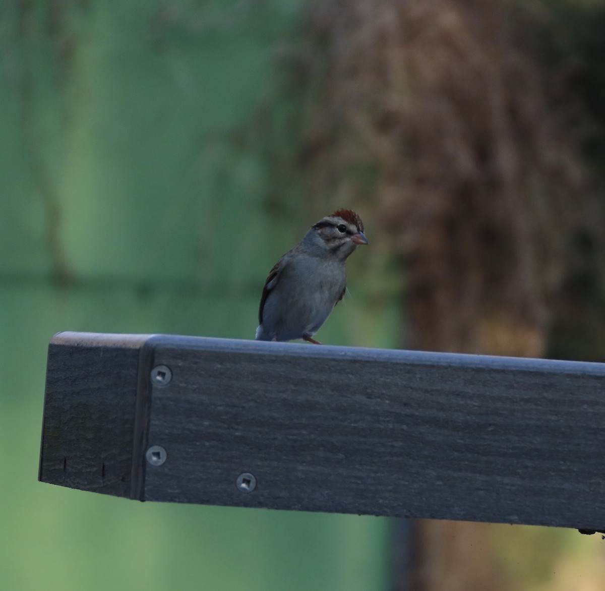 Chipping Sparrow - ML647491585